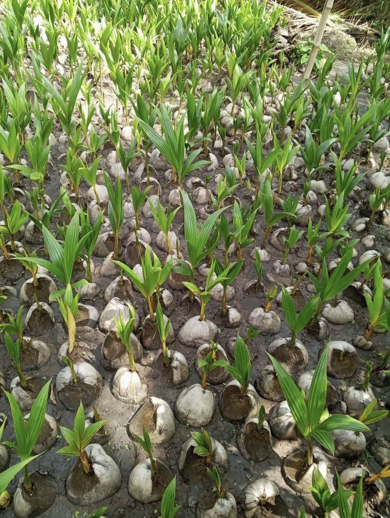 Vignette 2 : Cocotiers nains de 3ans