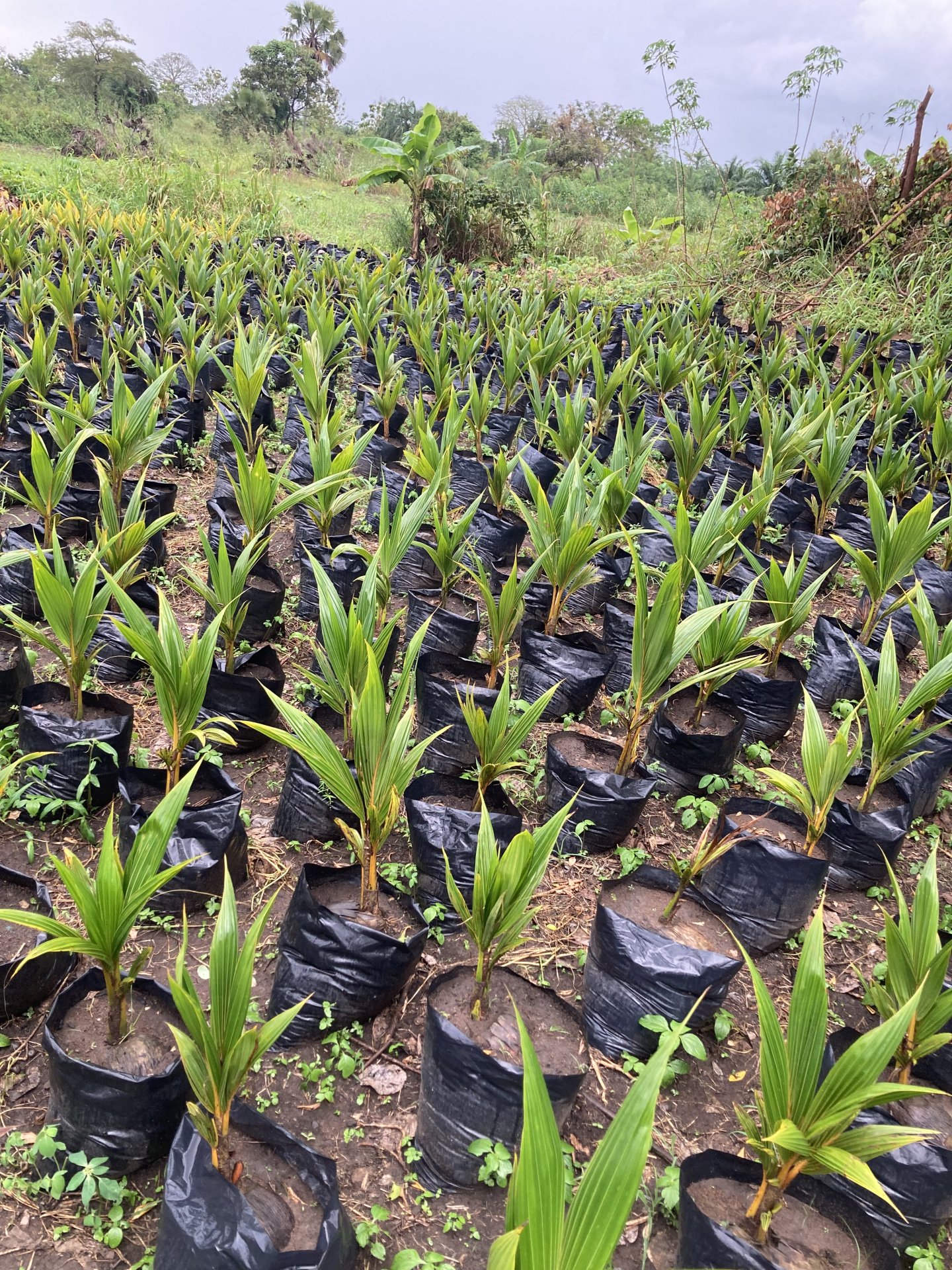 Vignette 3 : Cocotiers nains de 3ans