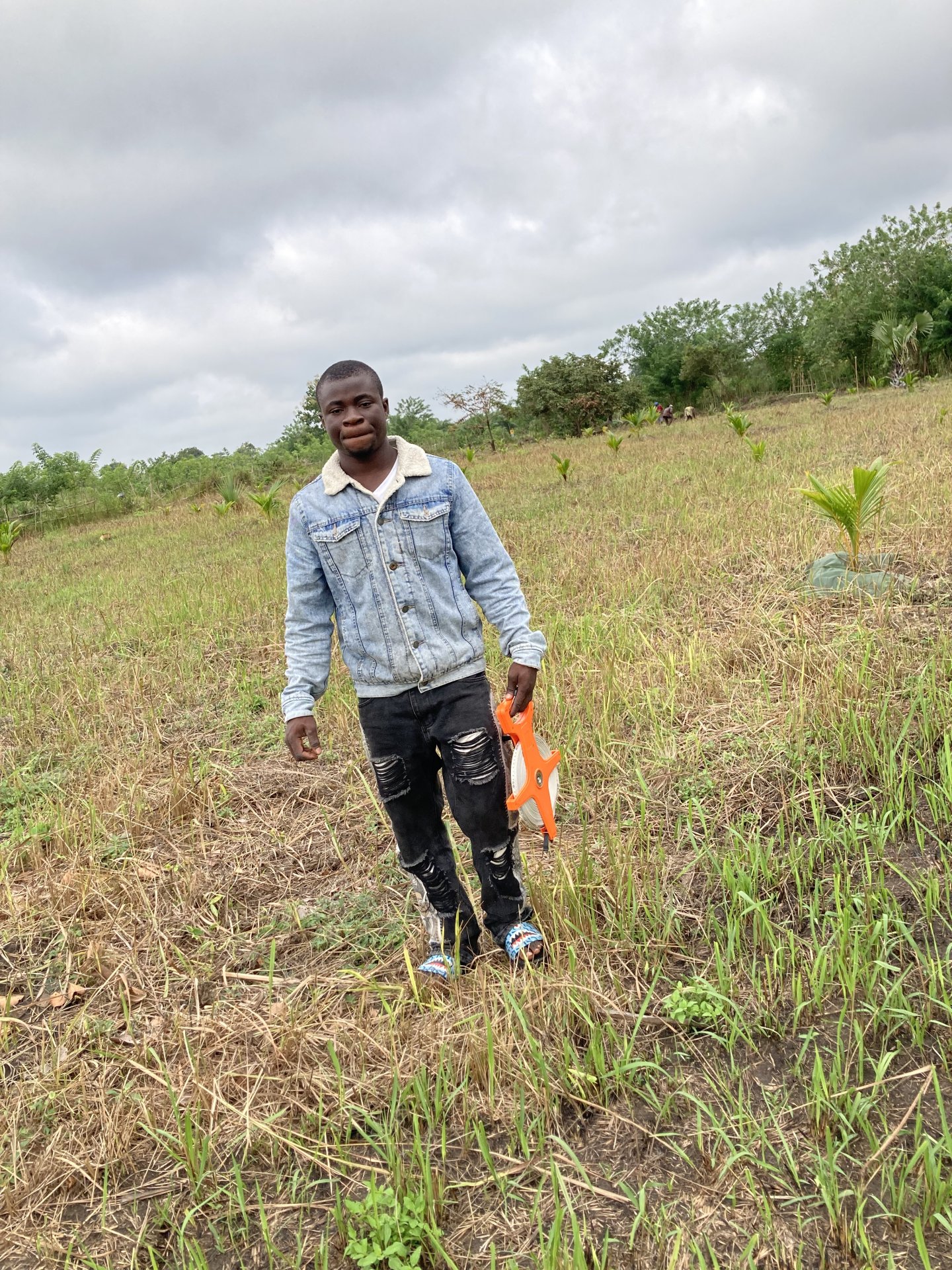 Vignette 5 : Cocotiers nains de 3ans