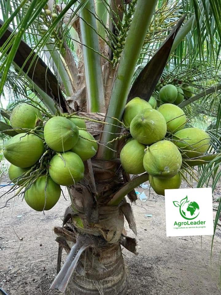 Vignette 4 : Cocotiers nains de 3ans