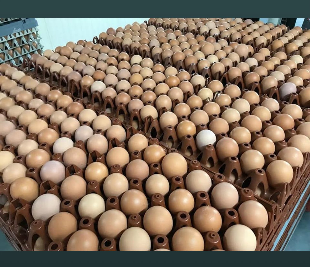 Vignette 2 : PLATEAU D’ŒUFS