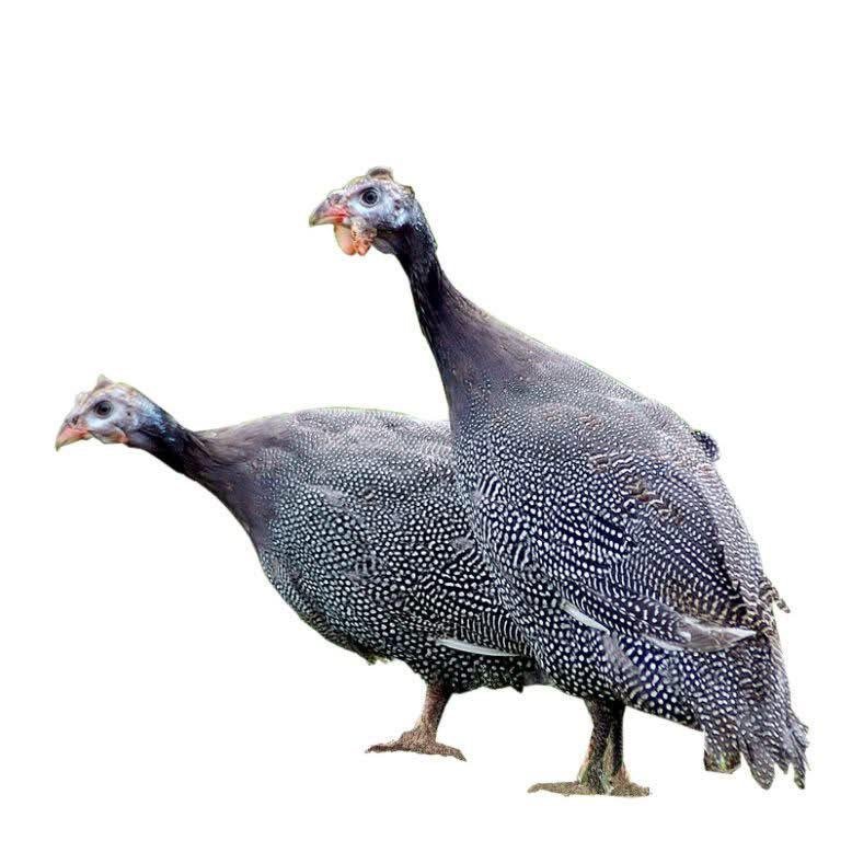 Vignette 3 : PINTADES VIVANTS