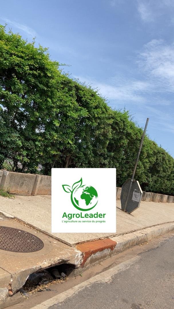 Vignette 2 : Le Campêché