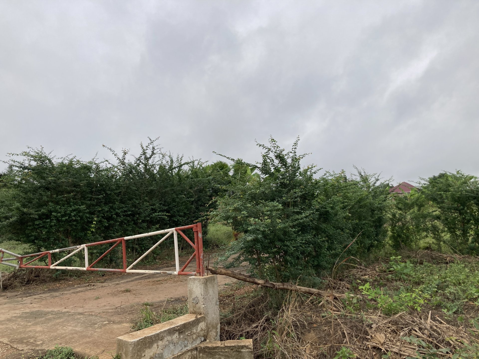 Vignette 5 : Le Campêché