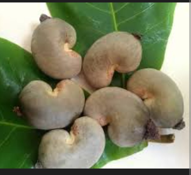 Vignette 2 : Noix de cajou