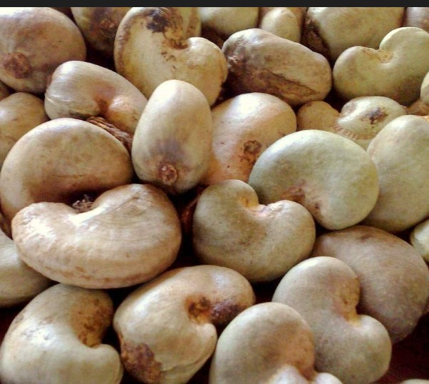 Vignette 3 : Noix de cajou