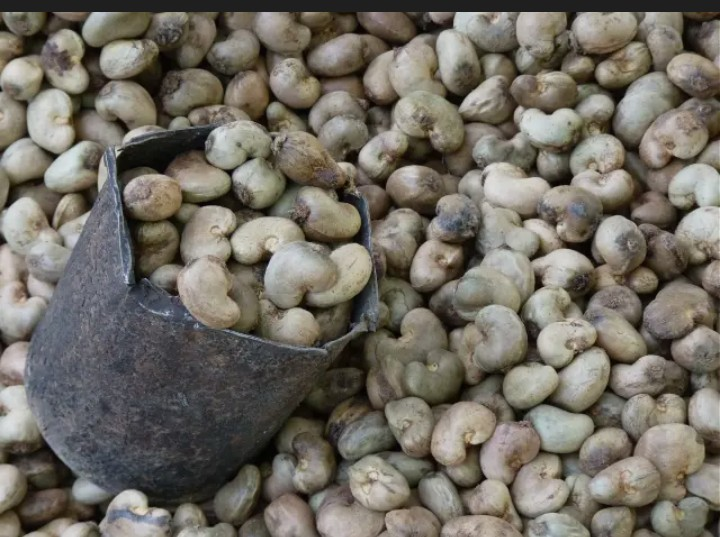 Vignette 5 : Noix de cajou