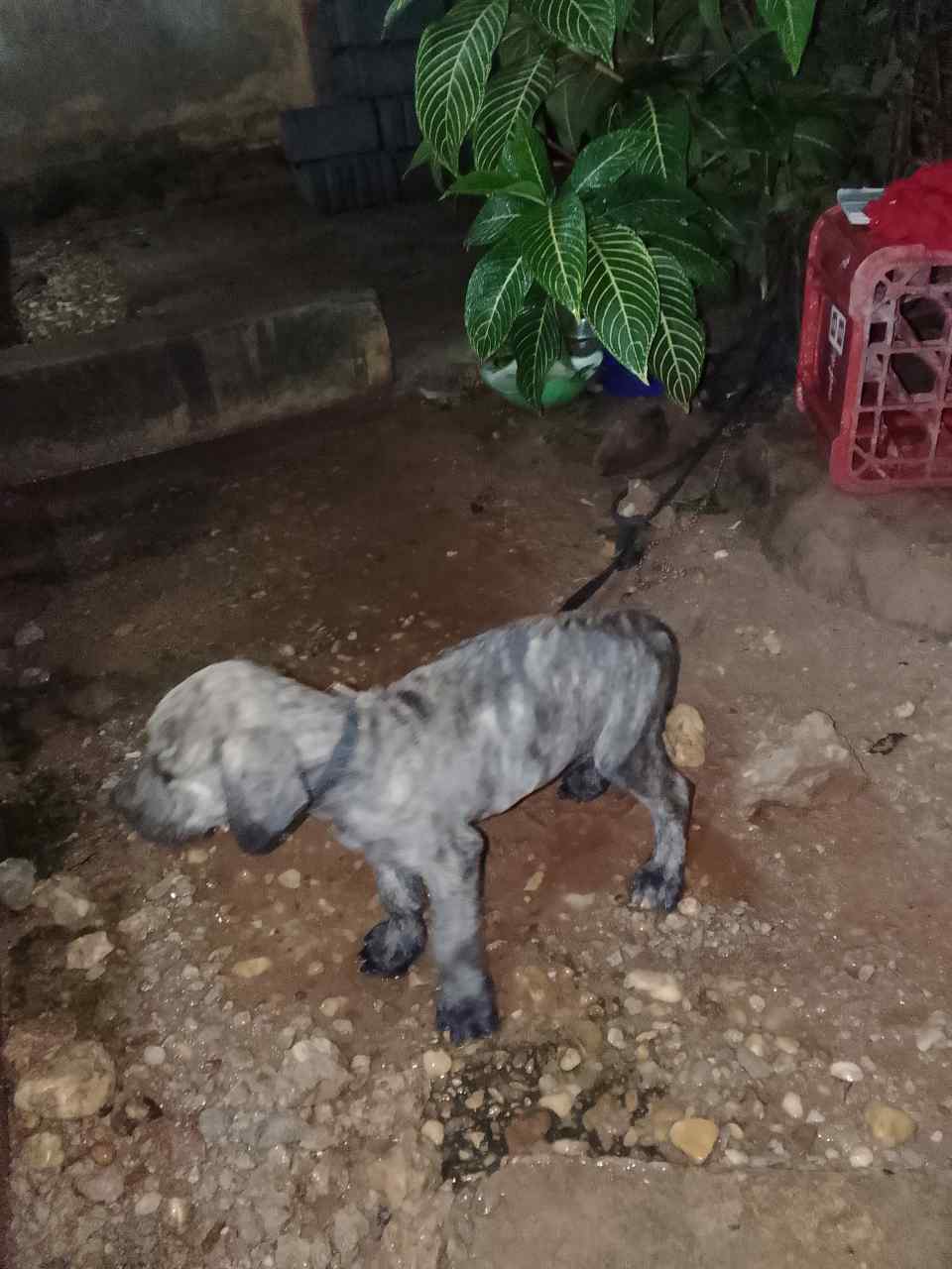 Vignette 2 : chiot boerbull de race pure femelle