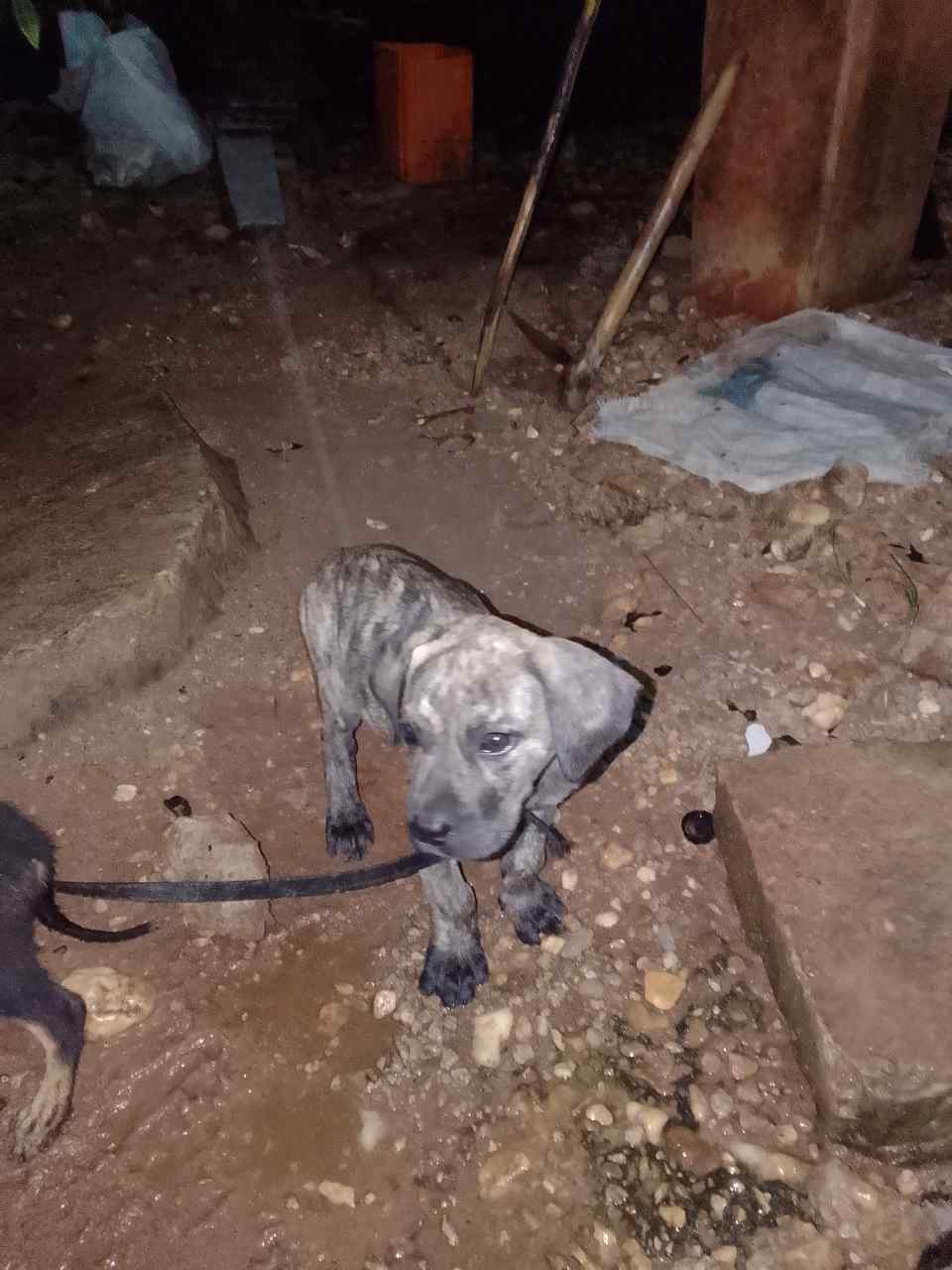 Vignette 3 : chiot boerbull de race pure femelle