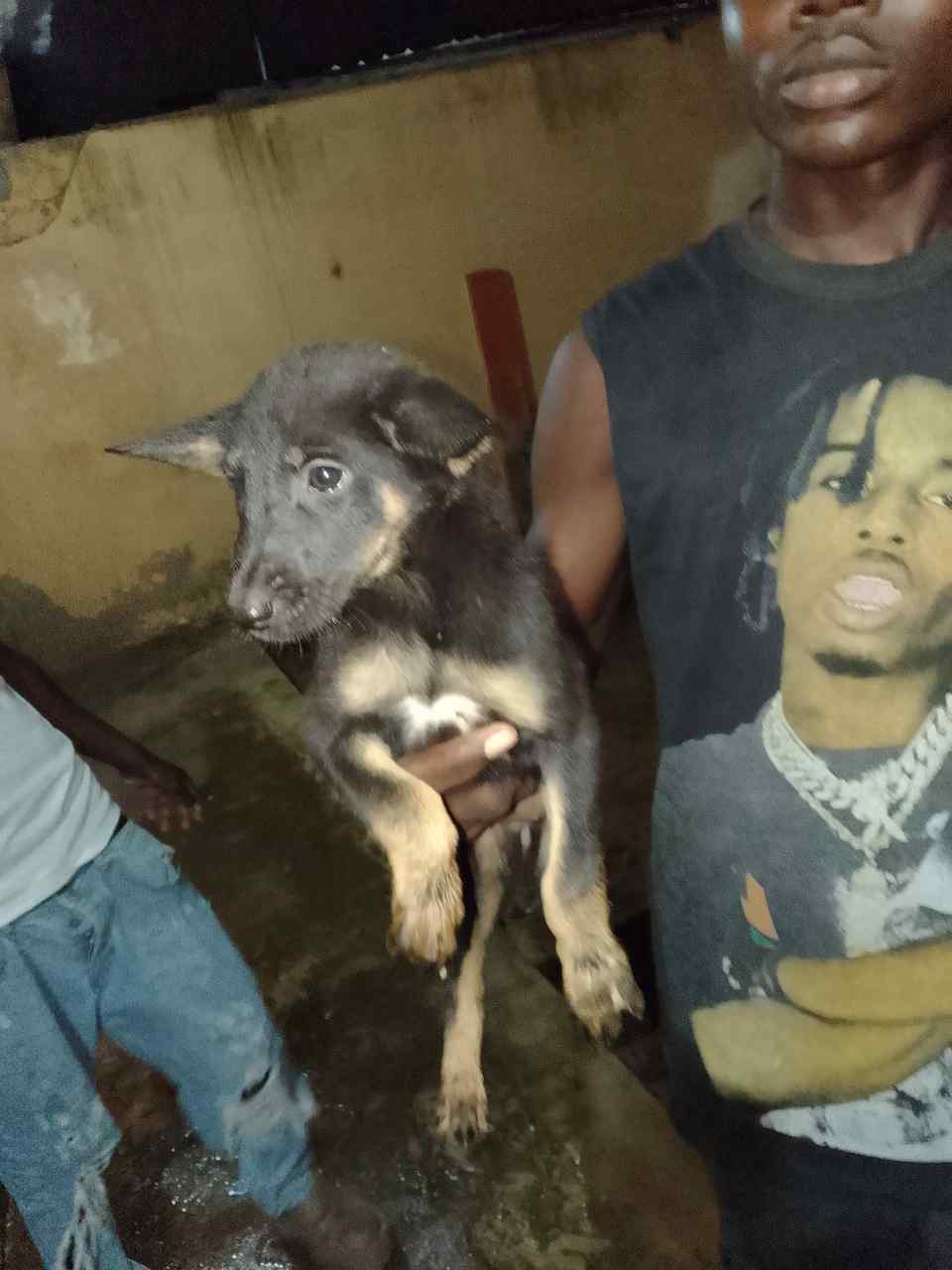 Vignette 2 : Chiot berger allemand métissé femelle